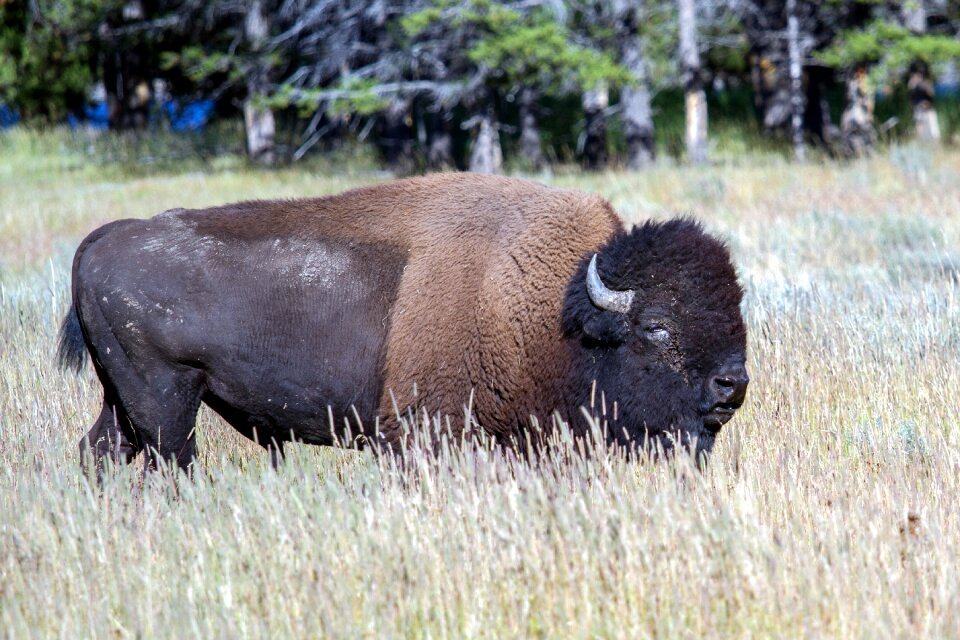 Bison american bison buffalo