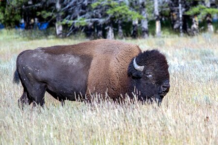 Bison american bison buffalo