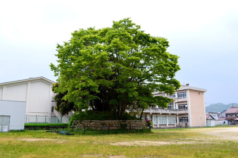 Kehi-jingu dokou