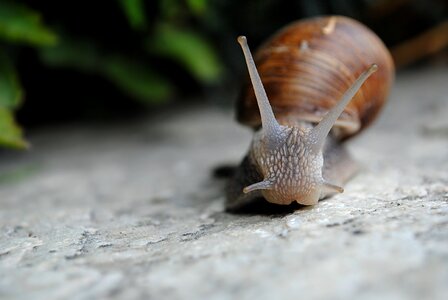 Nature slow from the front