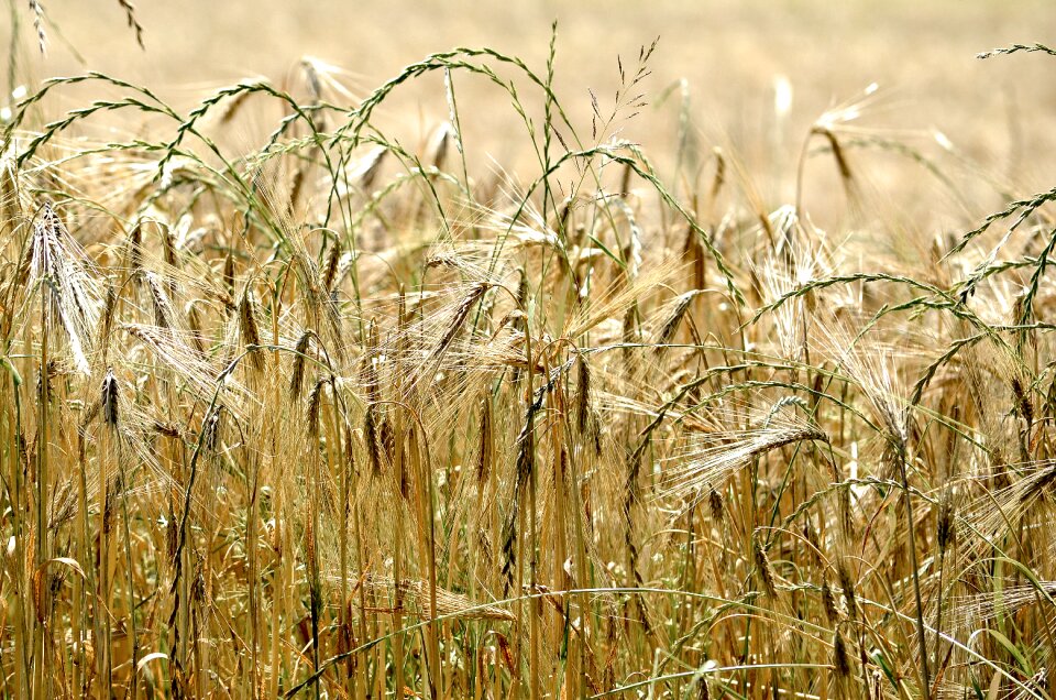 Agriculture summer harvest