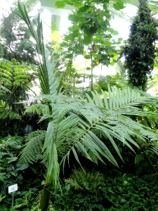 Kentiopsis oliviformis - Palmengarten Frankfurt - DSC01873
