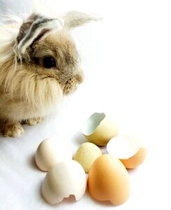 Easter eggshells eggs