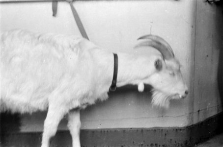 Kees de Bok, Bestanddeelnr 91-6-3