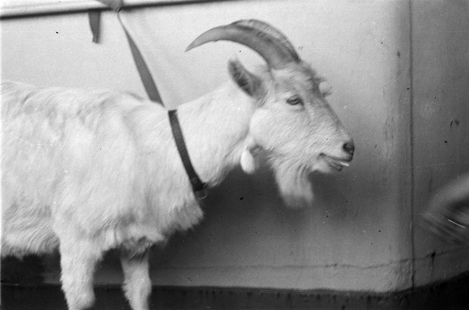 Kees de Bok, de mascotte van de Prins Bernhard Kapel krijgt een sigaret voorgeho, Bestanddeelnr 91-3-6