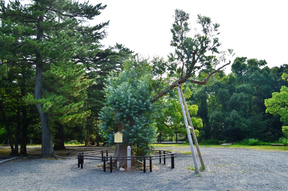 Kehi-jingu Eucalyptus