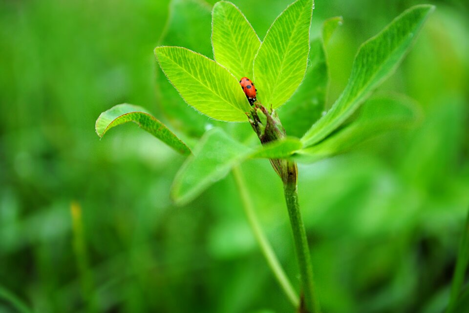 Ladybug spring nature