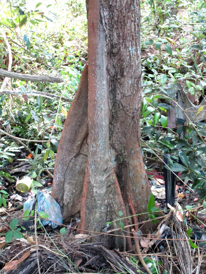 Keeled-pod mangrove (Heritiera littoralis) trunk