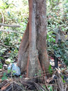 Keeled-pod mangrove (Heritiera littoralis) trunk