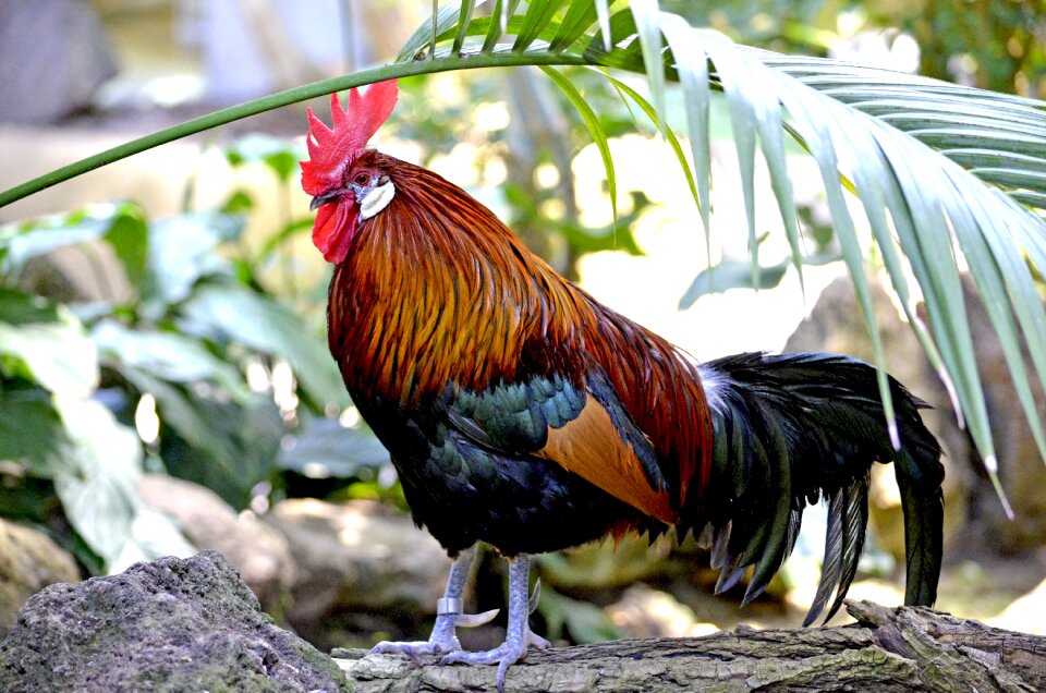 Colorful plumage cockscomb