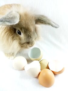 Easter eggshells eggs