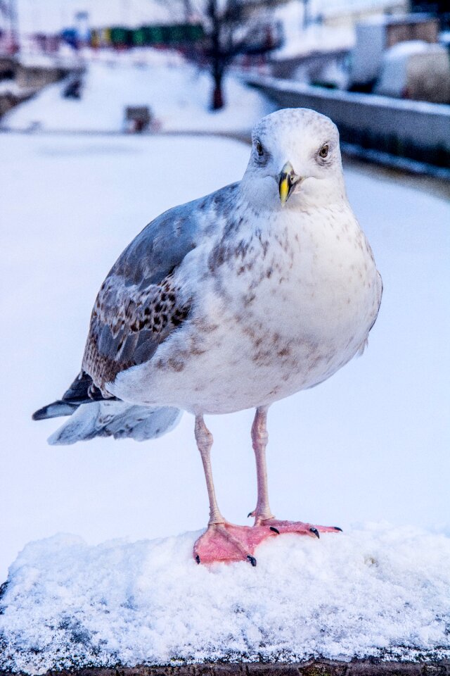 Winter cold birds