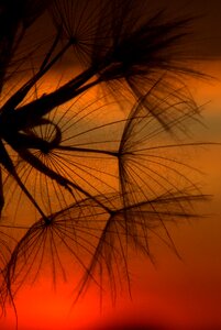 Dandelion sunset evening photo