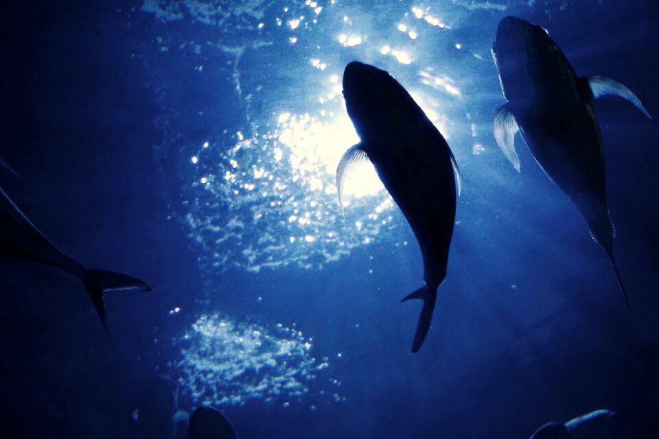Fin sea underwater world