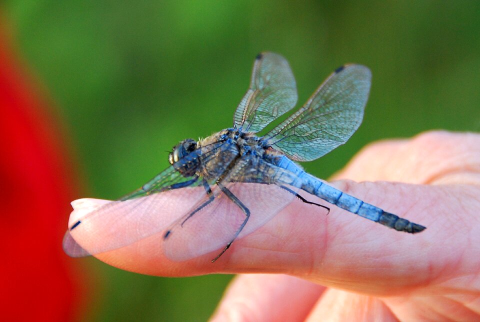 Dragonfly insect the wings