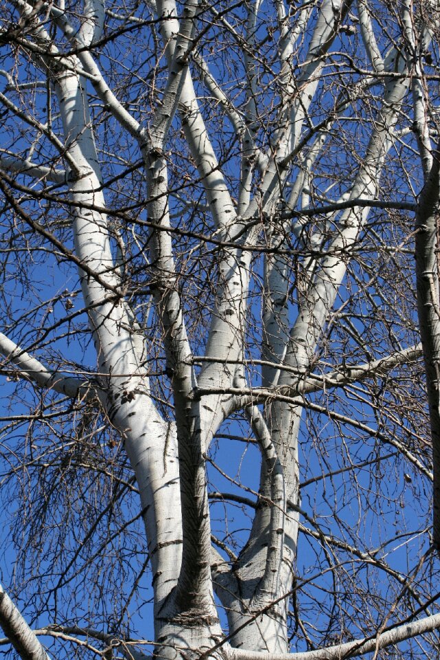 Wood frost frosty