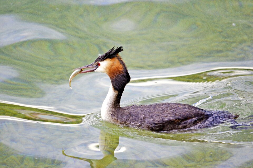 Podiceps cristatus grebe water bird
