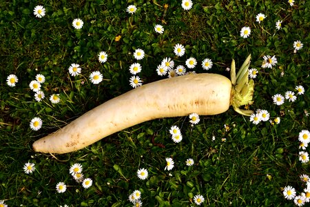 Vegetables radix root