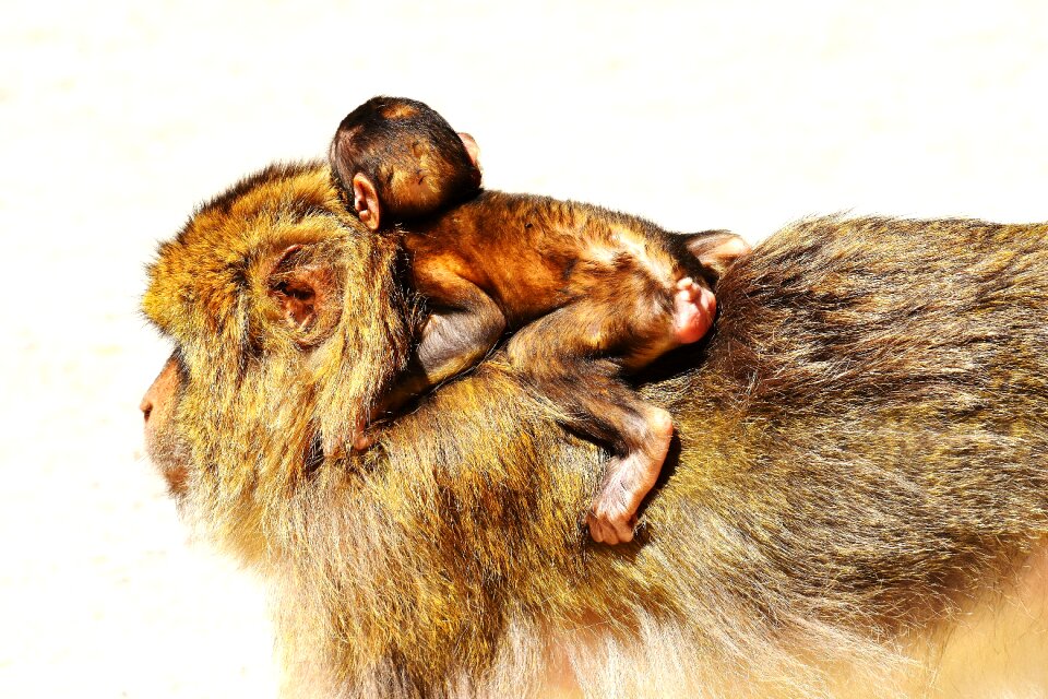 Monkey mountain salem animal wild animal