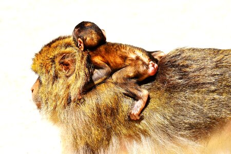 Monkey mountain salem animal wild animal