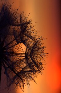 Sunset drops evening