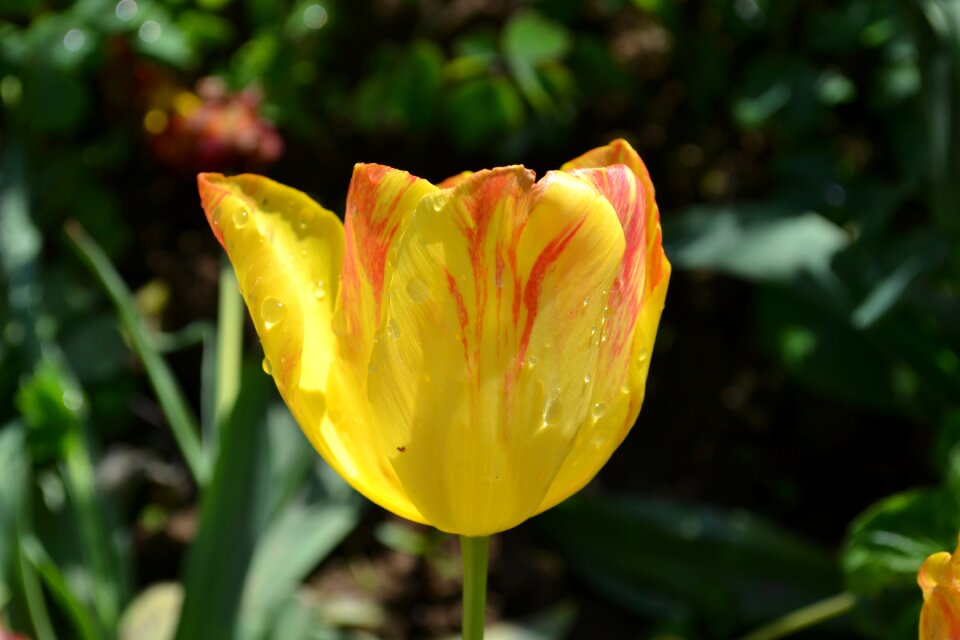 Tulips yellow pictures of flowers