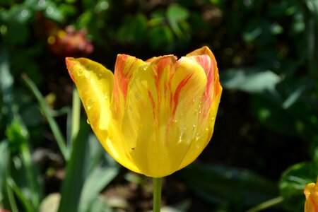 Tulips yellow pictures of flowers