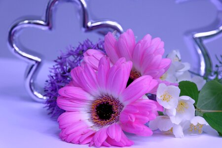 Tender gerbera fragrance