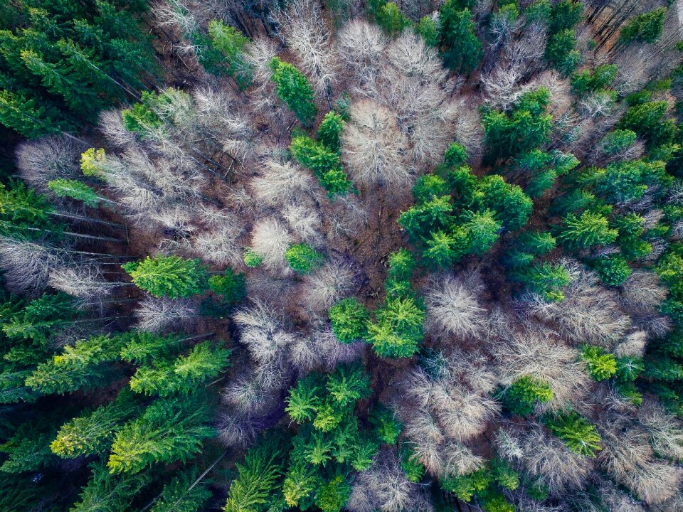 Forests from above landscape