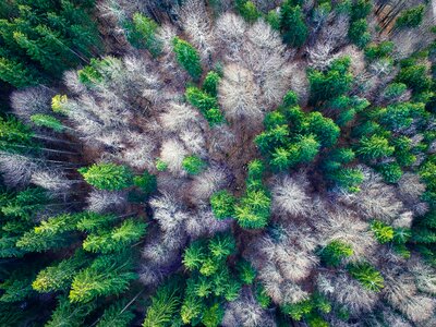 Forests from above landscape