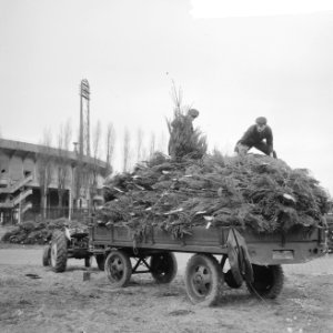 Kerstboomopslagplaats achter het Olympisch Stadion, Bestanddeelnr 917-2170