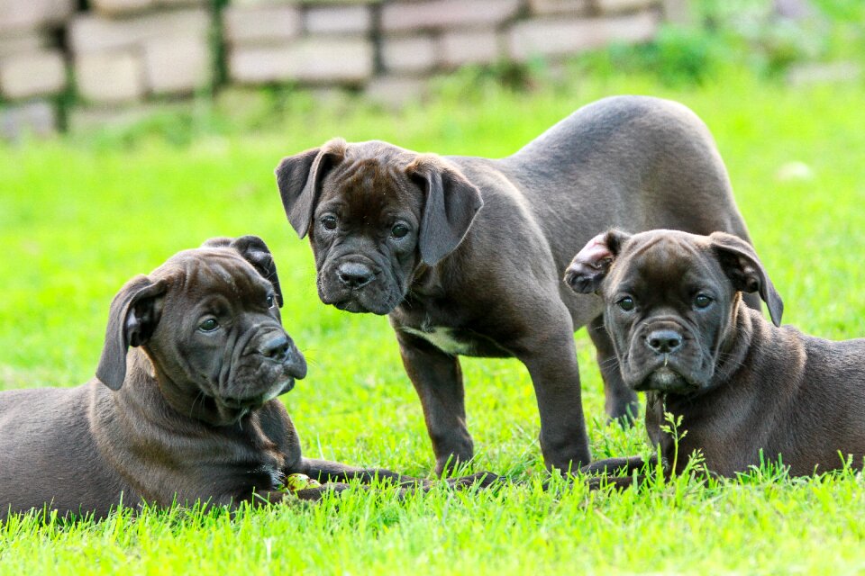 Bulldog bulldogs black