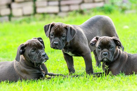 Bulldog bulldogs black