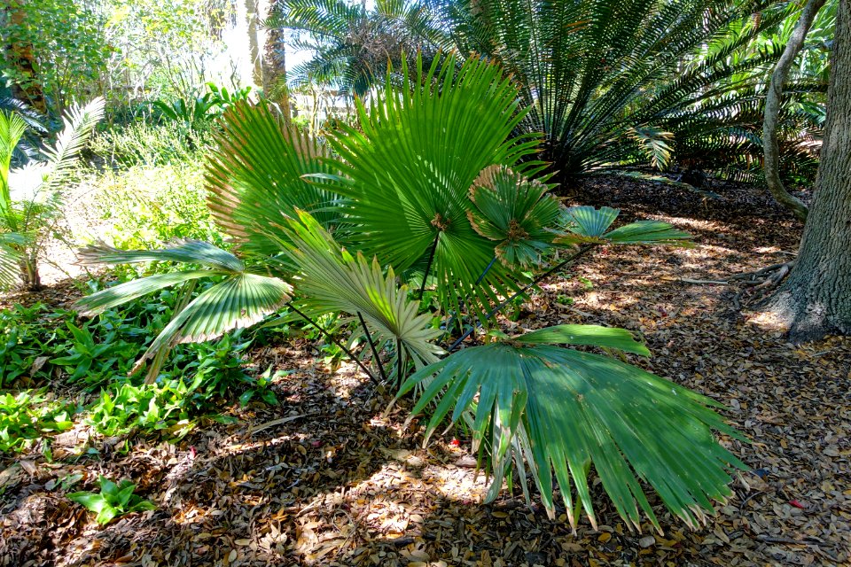 Kerriodoxa elegans - Marie Selby Botanical Gardens - Sarasota, Florida - DSC01920