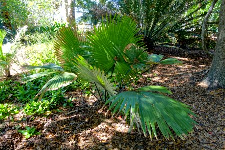 Kerriodoxa elegans - Marie Selby Botanical Gardens - Sarasota, Florida - DSC01920
