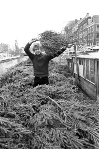 Kerstbomen op bloemenmarkt aan het Singel te Amsterdam, Bestanddeelnr 927-6270