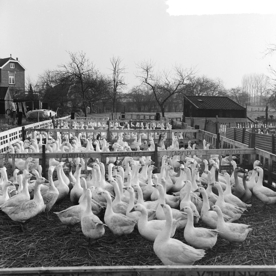 Kerstmis nadert, bij een pluimveehouder in Goor zijn de ganzen reeds bijeengebracht, Bestanddeelnr 917-2237
