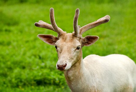 Antler white special feature