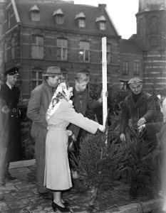 Kerstbomen op de Singel, Bestanddeelnr 903-7365