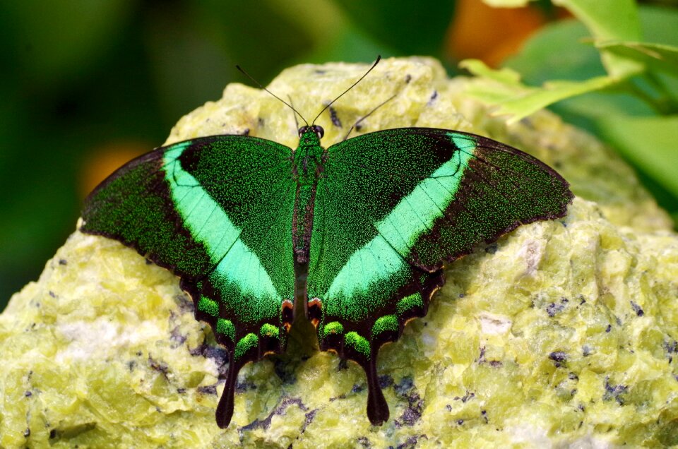 Animal insect close up