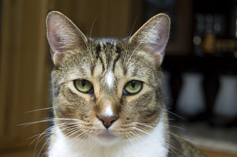 Cute pet feline