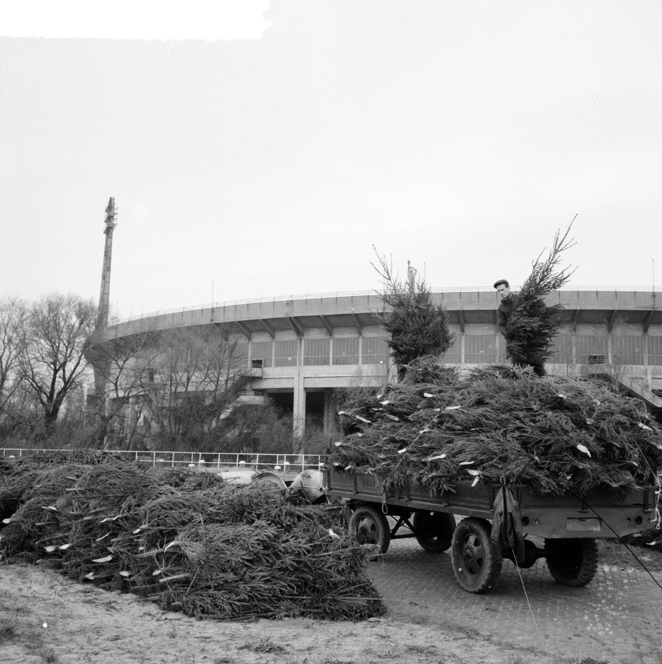 Kerstboomopslagplaats achter het Olympisch Stadion, Bestanddeelnr 917-2169