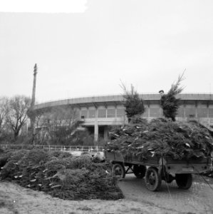 Kerstboomopslagplaats achter het Olympisch Stadion, Bestanddeelnr 917-2169