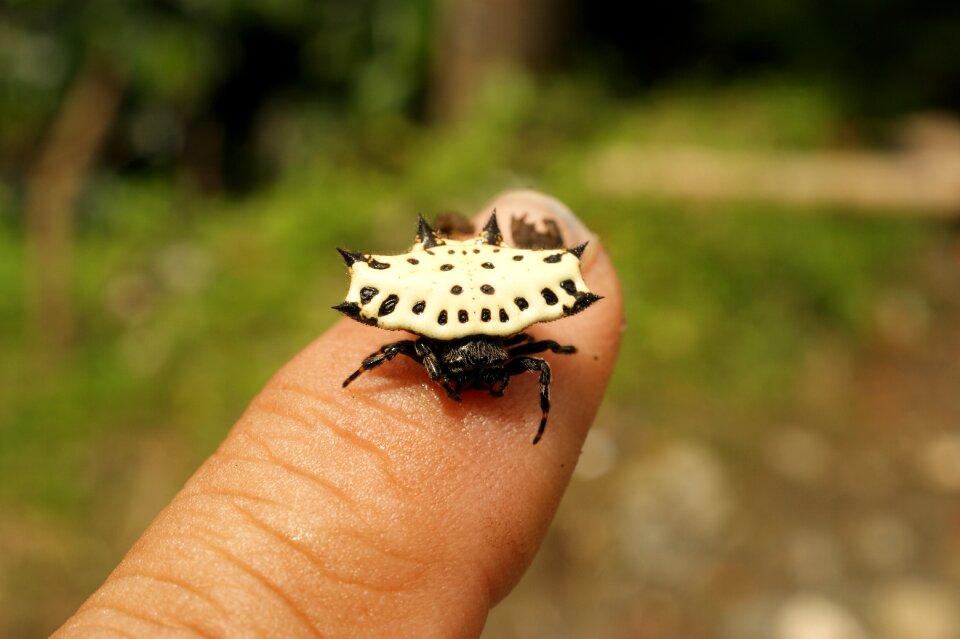 Thebaid quindio colombia