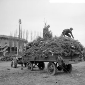 Kerstboomopslagplaats achter het Olympisch Stadion, Bestanddeelnr 917-2171