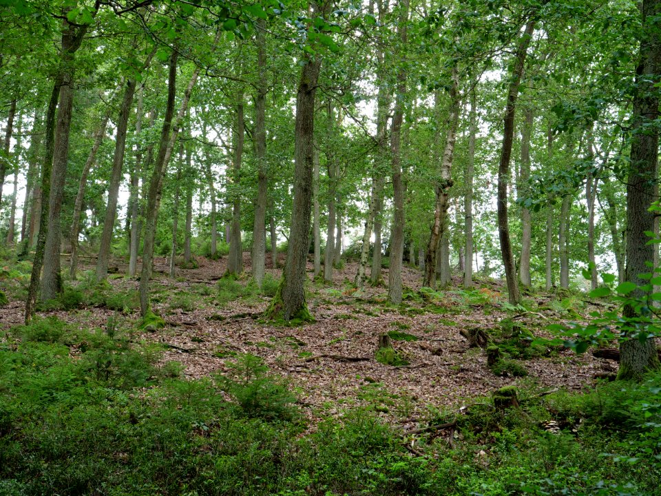 Kermeter near Adamsberg in September 2019 08