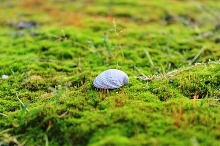 Green forest nature