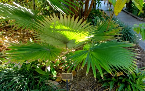 Kerriodoxa elegans - Naples Botanical Garden - Naples, Florida - DSC09826