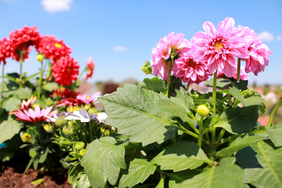 Dahlia pink flowers red flowers