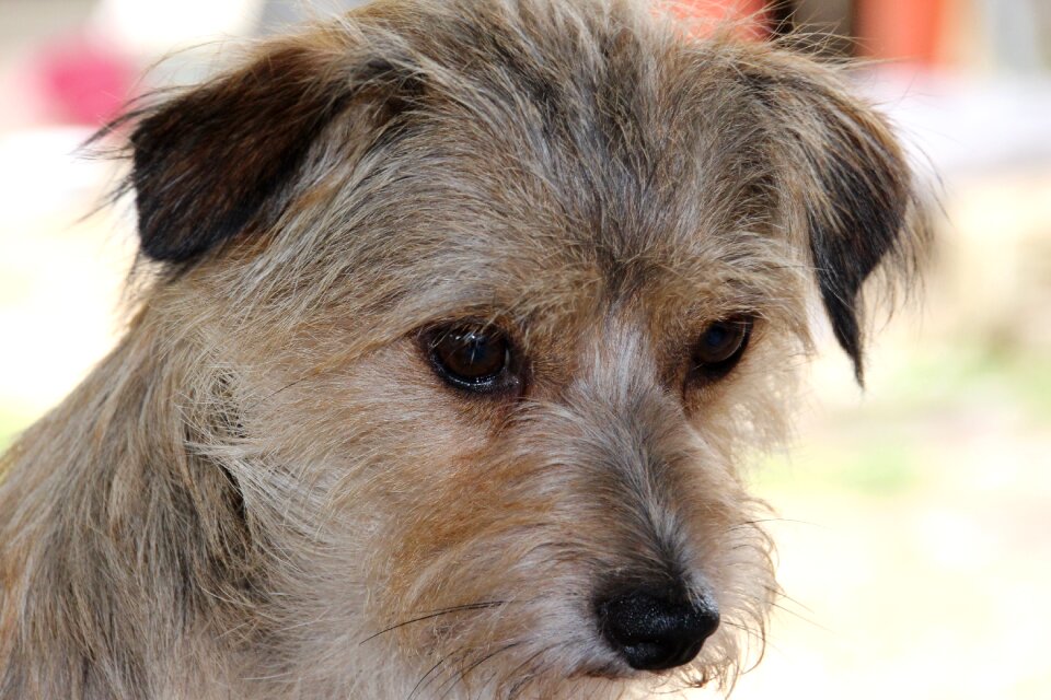 Dog eyes animal welfare expose